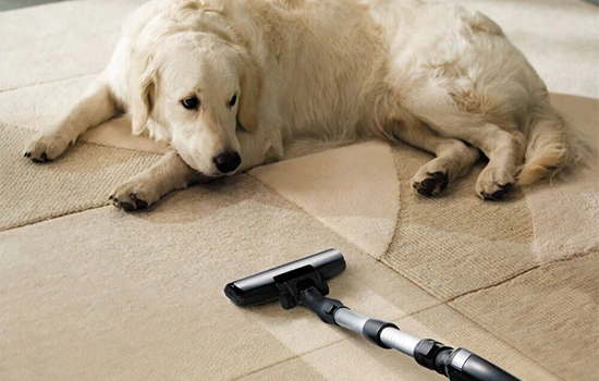 Pet Odor & Urine Treatment